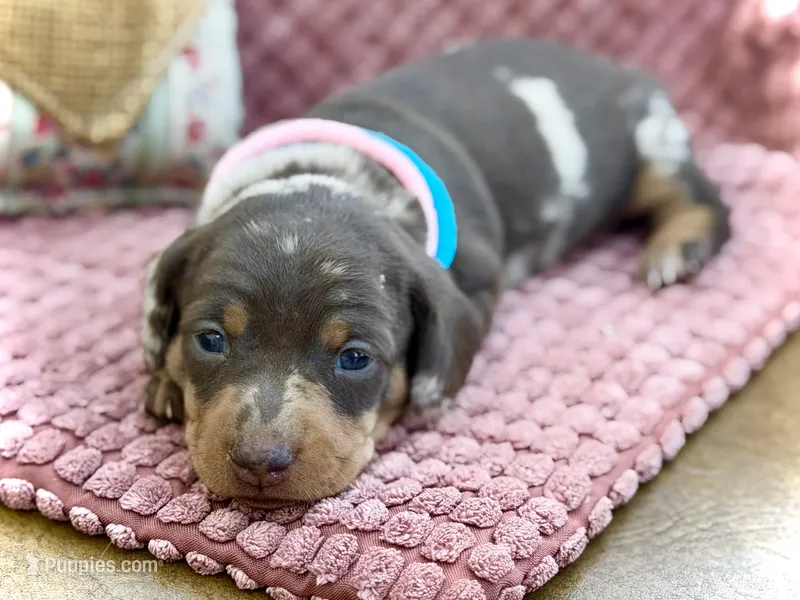 Morgan  – Miniature Dachshund puppy for sale in Visalia, CA