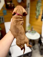 Summer , a female Miniature Dachshund for sale in Visalia, CA – 3 of 10