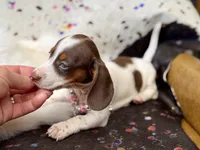 Dot , a female Miniature Dachshund for sale in Visalia, CA – 3 of 9