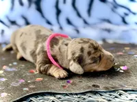 Pixie , a female Miniature Dachshund for sale in Visalia, CA – 2 of 4