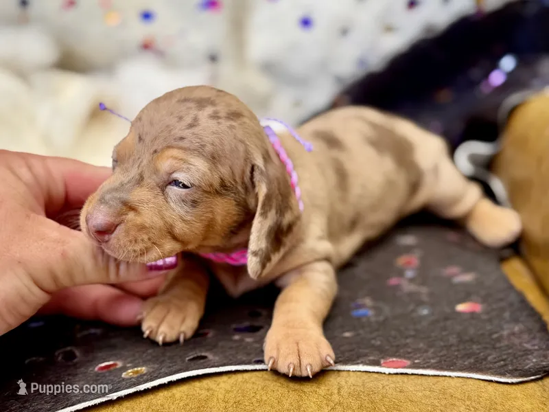 Kira  – Miniature Dachshund puppy for sale in Visalia, CA