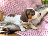 Dot *Tiny Girl!*, a female Miniature Dachshund for sale in Visalia, CA – 3 of 9