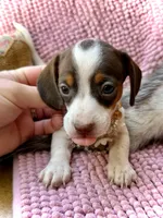 Dot *Tiny Girl!*, a female Miniature Dachshund for sale in Visalia, CA – 6 of 9