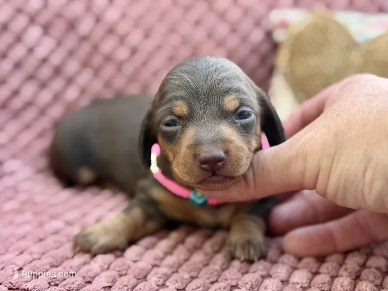 Tinker  – Miniature Dachshund puppy on hold in Visalia, CA