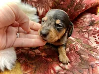 Emmitt , a male Miniature Dachshund for sale in Visalia, CA – Photo 4 of 6