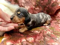 Emmitt , a male Miniature Dachshund for sale in Visalia, CA – Photo 5 of 6