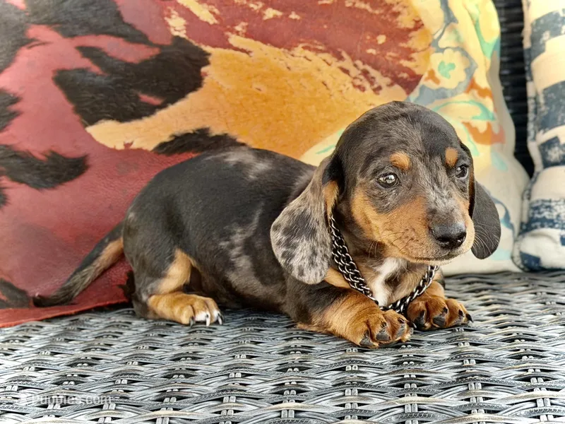 Emmitt  – Miniature Dachshund puppy for sale in Visalia, CA