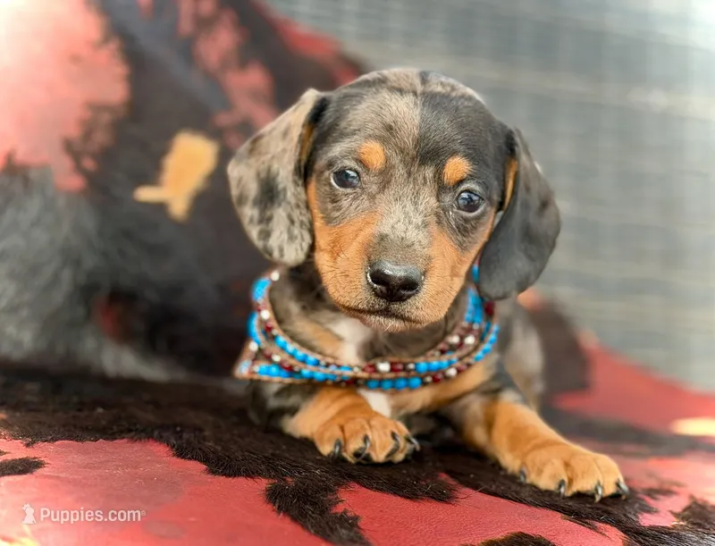 Emmitt  – Miniature Dachshund puppy for sale in Visalia, CA