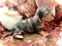 Emmitt , a male Miniature Dachshund for sale in Visalia, CA – Photo 3 of 6