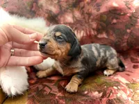 Emmitt , a male Miniature Dachshund for sale in Visalia, CA – Photo 2 of 6