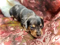 Emmitt , a male Miniature Dachshund for sale in Visalia, CA – Photo 1 of 6