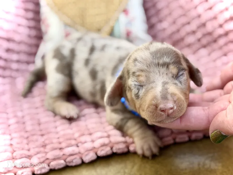 Dinkers  – Miniature Dachshund puppy for sale in Visalia, CA