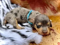 Parker *Long Haired* , a male Miniature Dachshund for sale in Visalia, CA – 1 of 3