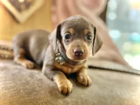 Tinker , a female Miniature Dachshund for sale in Visalia, CA – 2 of 3