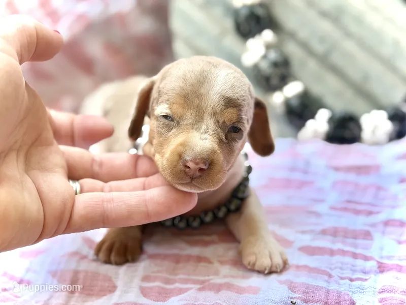 Chip *Tiny!* – Miniature Dachshund puppy for sale in Visalia, CA