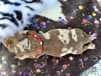 Trucky, a male Miniature Dachshund for sale in Visalia, CA – 4 of 4