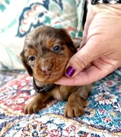 Pickles *Long Haired!*, a male Miniature Dachshund for sale in Visalia, CA – 2 of 4