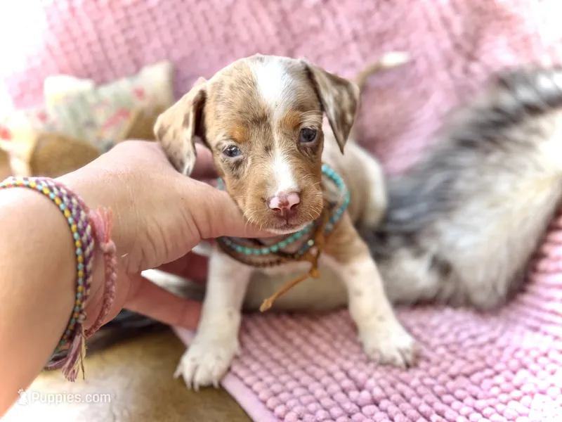 Snoodles *Blue eyes!* – Miniature Dachshund puppy for sale in Visalia, CA