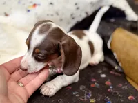 Dot , a female Miniature Dachshund for sale in Visalia, CA – 5 of 9