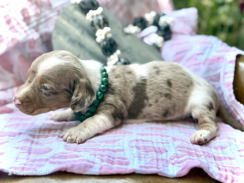 Snoodles  – Miniature Dachshund puppy for sale in Visalia, CA