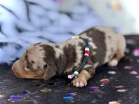 Tilly *TINY*, a female Miniature Dachshund for sale in Visalia, CA – 3 of 6
