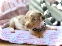 Chip *Tiny!*, a male Miniature Dachshund for sale in Visalia, CA – 3 of 6