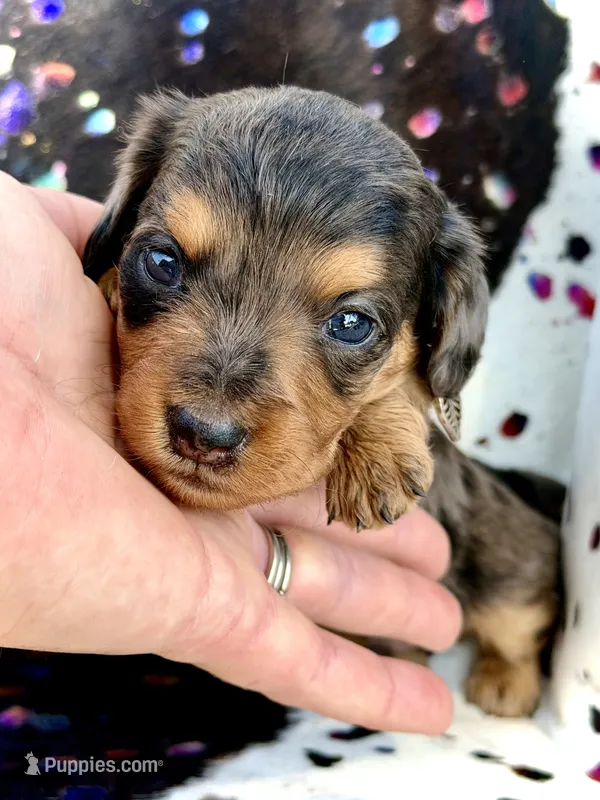 Parker *Long Haired*  – Miniature Dachshund puppy for sale in Visalia, CA