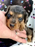Parker *Long Haired* , a male Miniature Dachshund for sale in Visalia, CA – 1 of 7
