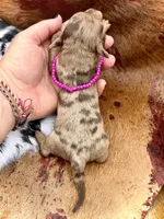 Lilly, a female Miniature Dachshund for sale in Visalia, CA – 2 of 3