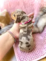 Margo, a female Miniature Dachshund for sale in Visalia, CA – 3 of 5