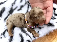 Ryan *Long Haired* , a male Miniature Dachshund for sale in Visalia, CA – 4 of 4