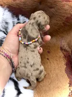 Ryan *Long Haired* , a male Miniature Dachshund for sale in Visalia, CA – 2 of 4