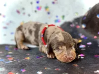 Mylo , a male Miniature Dachshund for sale in Visalia, CA – 3 of 5
