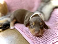 Ruby, a female Miniature Dachshund for sale in Visalia, CA – 2 of 3