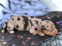 Tilly *TINY*, a female Miniature Dachshund for sale in Visalia, CA – 1 of 6