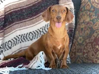 Summer *Tiny*, a female Miniature Dachshund for sale in Visalia, CA – 7 of 8