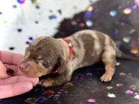 Mylo , a male Miniature Dachshund for sale in Visalia, CA – 2 of 5