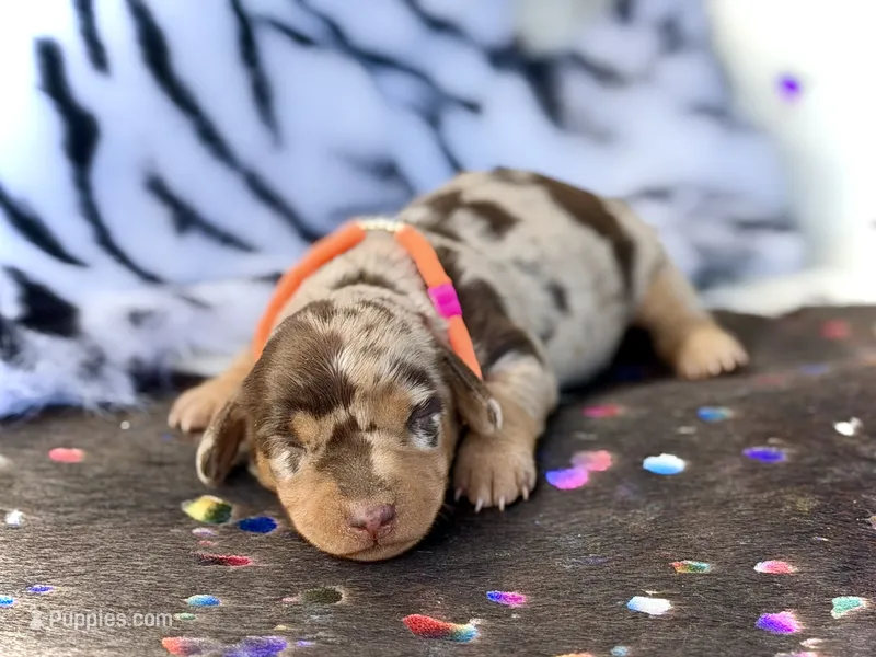 Bridget  – Miniature Dachshund puppy for sale in Visalia, CA