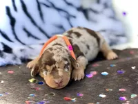 Bridget , a female Miniature Dachshund for sale in Visalia, CA – 1 of 4