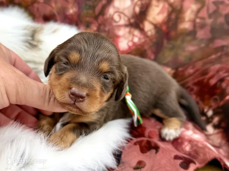 Frodo *Long Haired*  – Miniature Dachshund puppy for sale in Visalia, CA