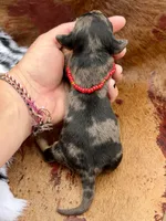 Kirk, a male Miniature Dachshund for sale in Visalia, CA – 2 of 4