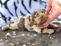Bridget , a female Miniature Dachshund for sale in Visalia, CA – 3 of 4