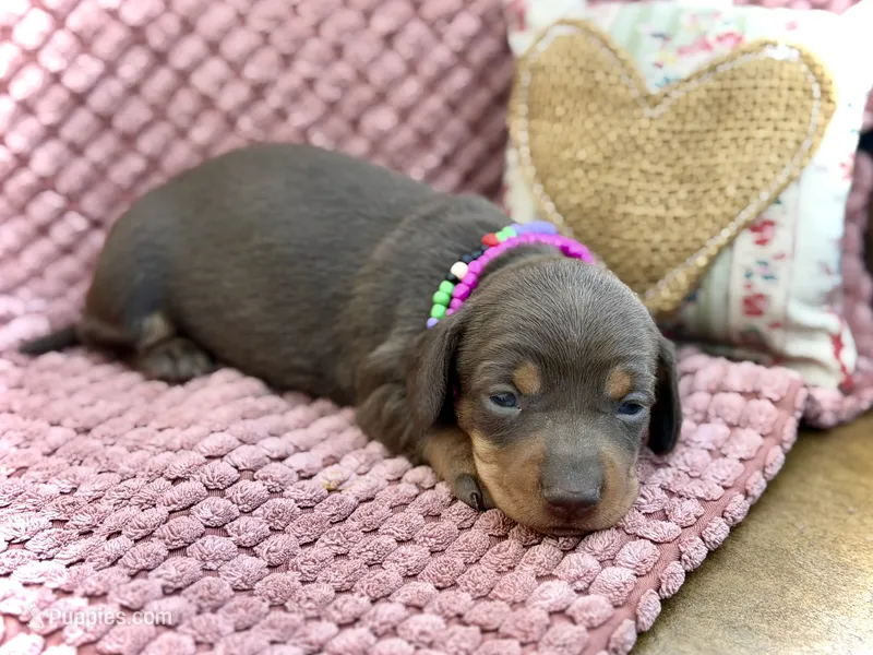 Raya  – Miniature Dachshund puppy on hold in Visalia, CA