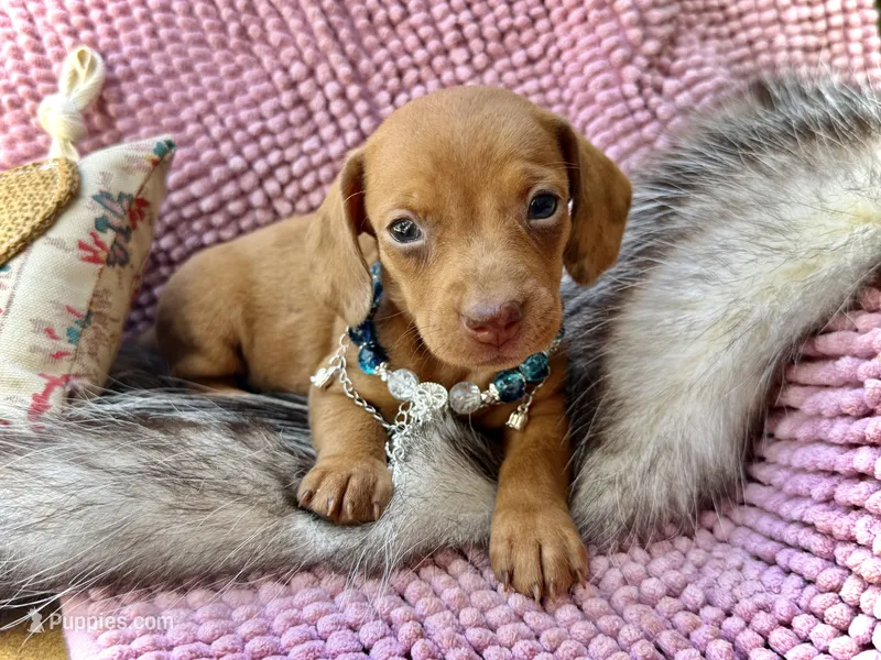 Summer  – Miniature Dachshund puppy for sale in Visalia, CA