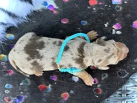 Barbie *SUPER Tiny*, a female Miniature Dachshund for sale in Visalia, CA – 6 of 6