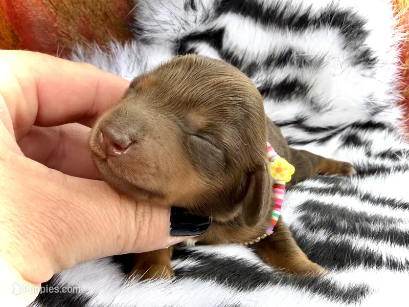 Lia *Long Haired* – Miniature Dachshund puppy for sale in Visalia, CA