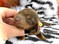 Lia *Long Haired*, a female Miniature Dachshund for sale in Visalia, CA – 1 of 4