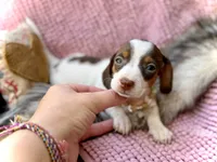 Dot *Tiny Girl!*, a female Miniature Dachshund for sale in Visalia, CA – 2 of 9