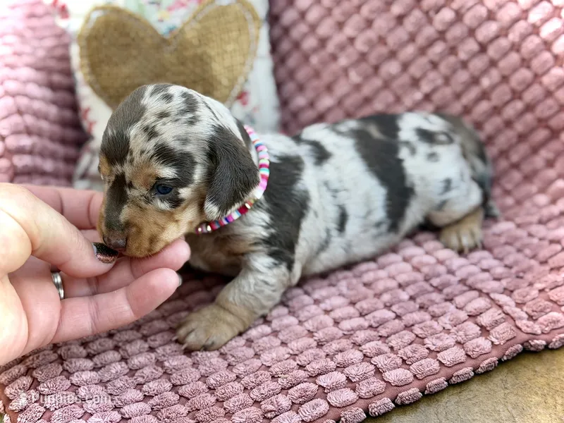 Bridget *Long Haired!* – Miniature Dachshund puppy on hold in Visalia, CA