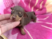 Jenga *Micro Tiny!*, a female Miniature Dachshund for sale in Visalia, CA – Photo 2 of 2